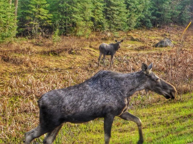 Moose walking in Algonquin Provincial Park