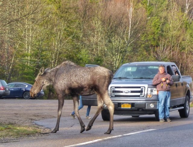 Moose watching in Algonquin Provincial Park. Moose in front of the truck and guy is watching the moose.