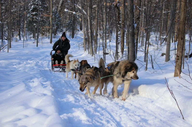 DOG SLEDDING
